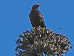 Слика од Turdus merula cabrerae Hartert 1901