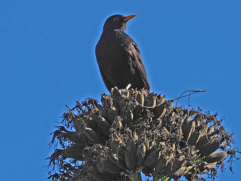 Слика од Turdus merula cabrerae Hartert 1901