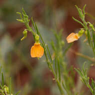 Pigea aurantiaca (F. Muell. ex Benth.) P. I. Forst. resmi