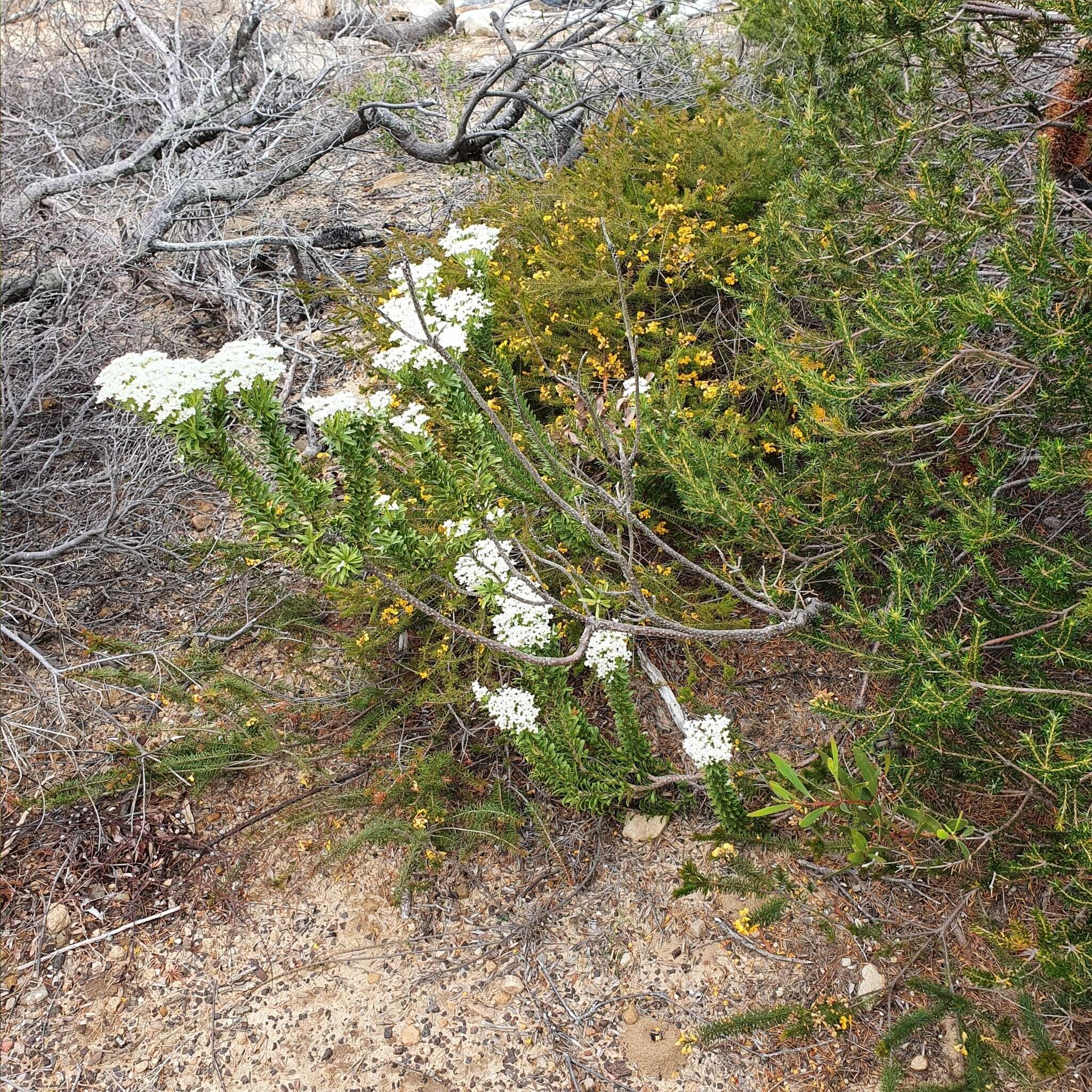 Image of Conospermum ellipticum Sm.