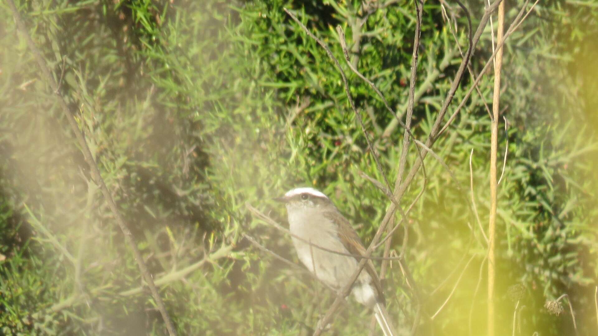 Ochthoeca leucophrys (d'Orbigny & Lafresnaye 1837)的圖片