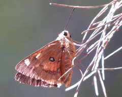 Image of Trapezites symmomus Hübner 1923