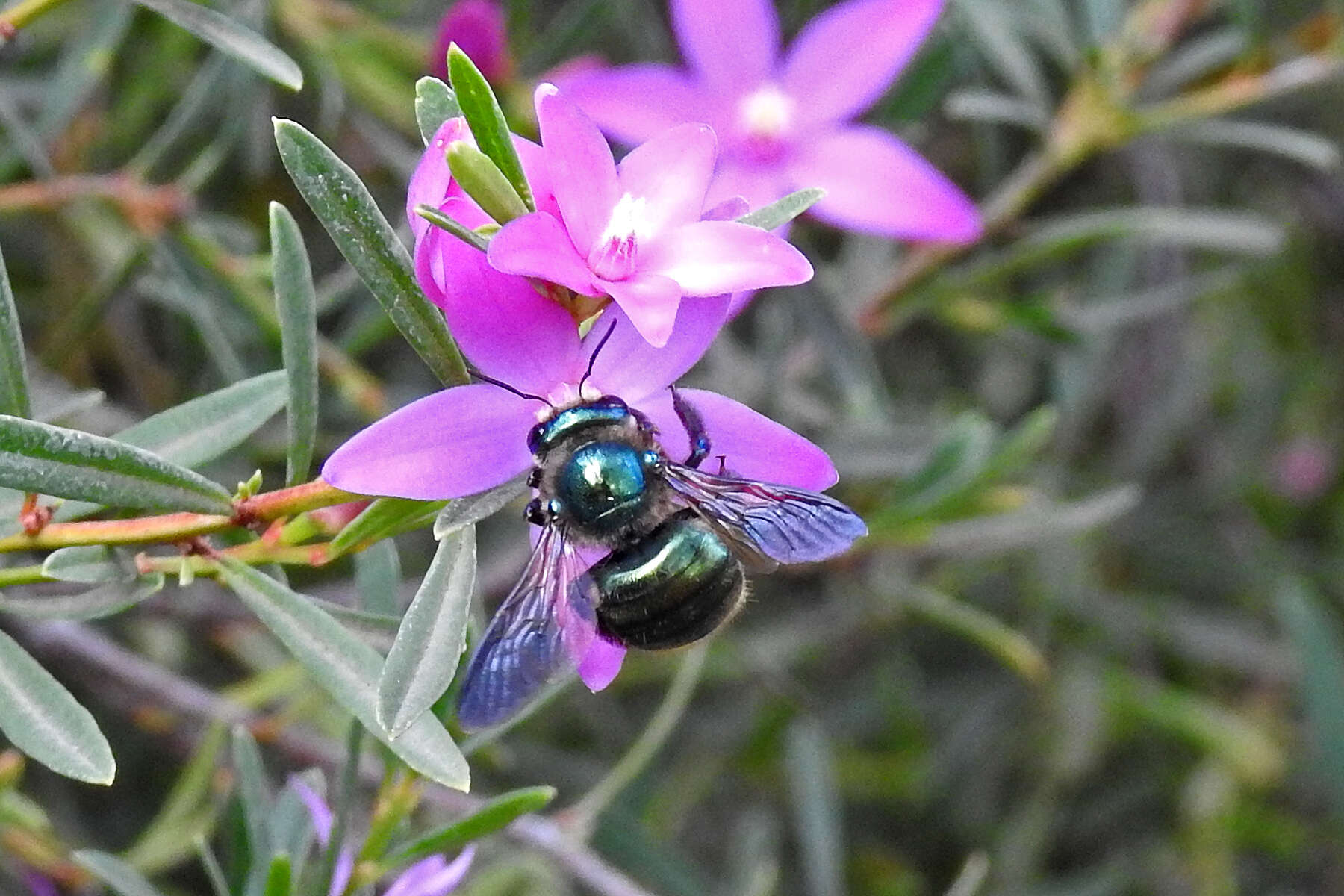 Plancia ëd Xylocopa aeratus (Smith 1851)