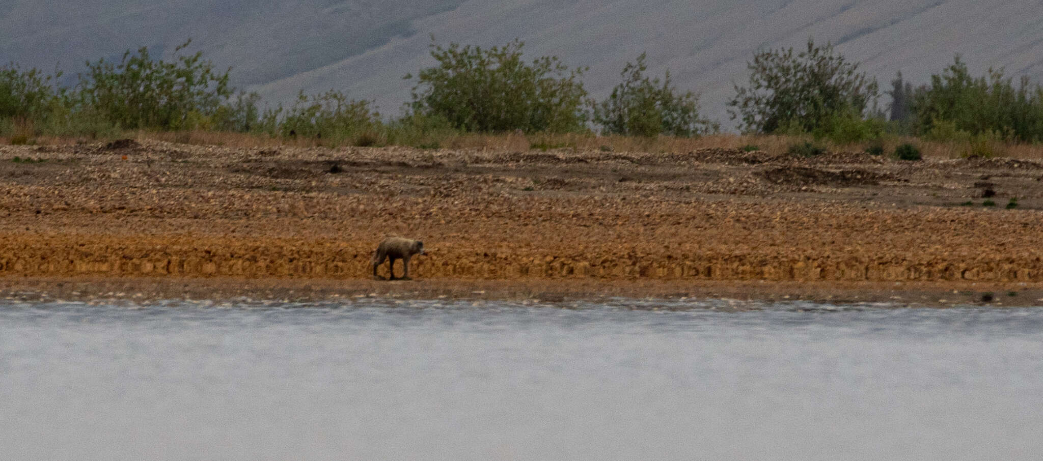 Image of Arctic wolf