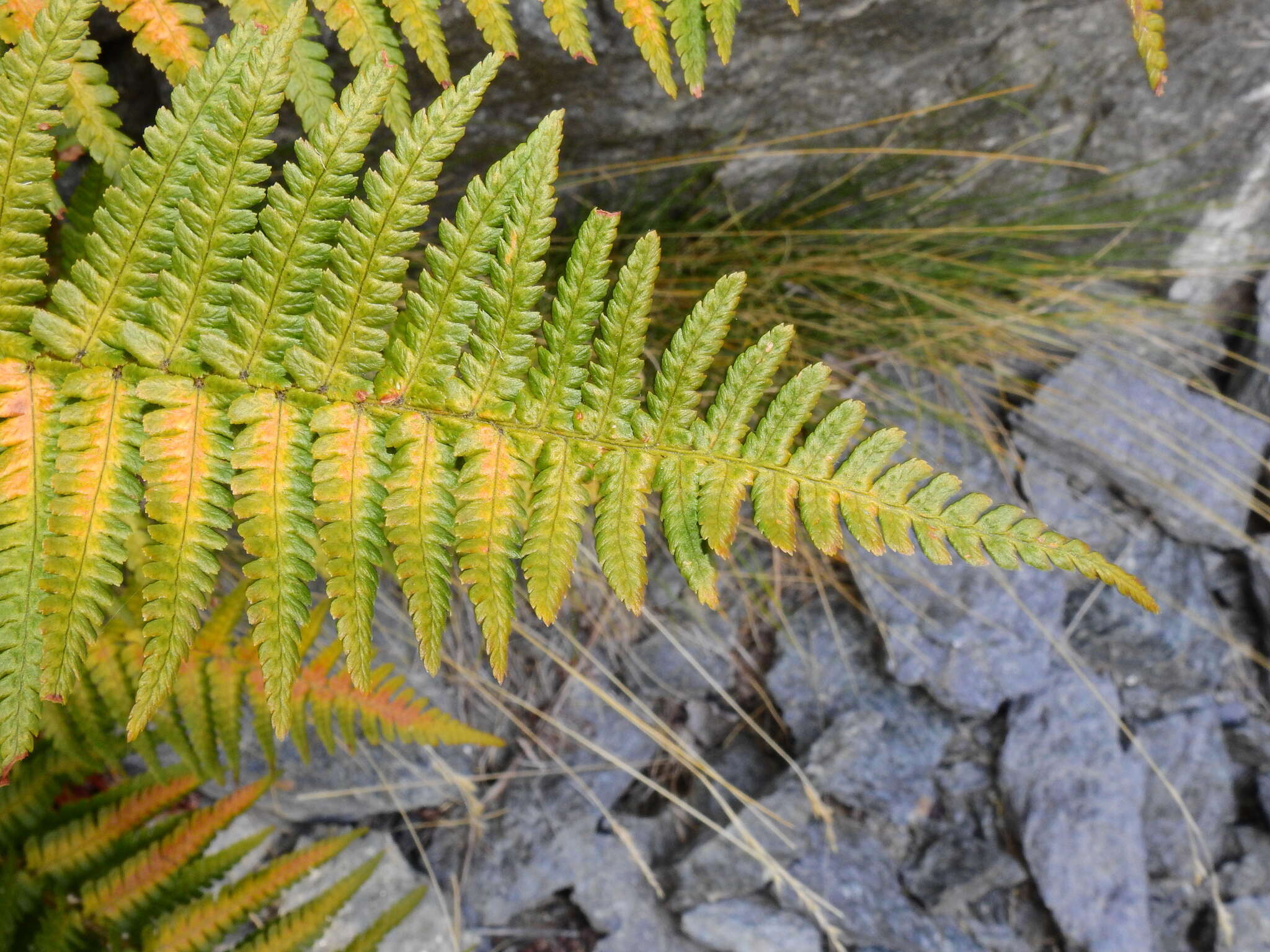 Sivun Dryopteris cambrensis subsp. cambrensis kuva