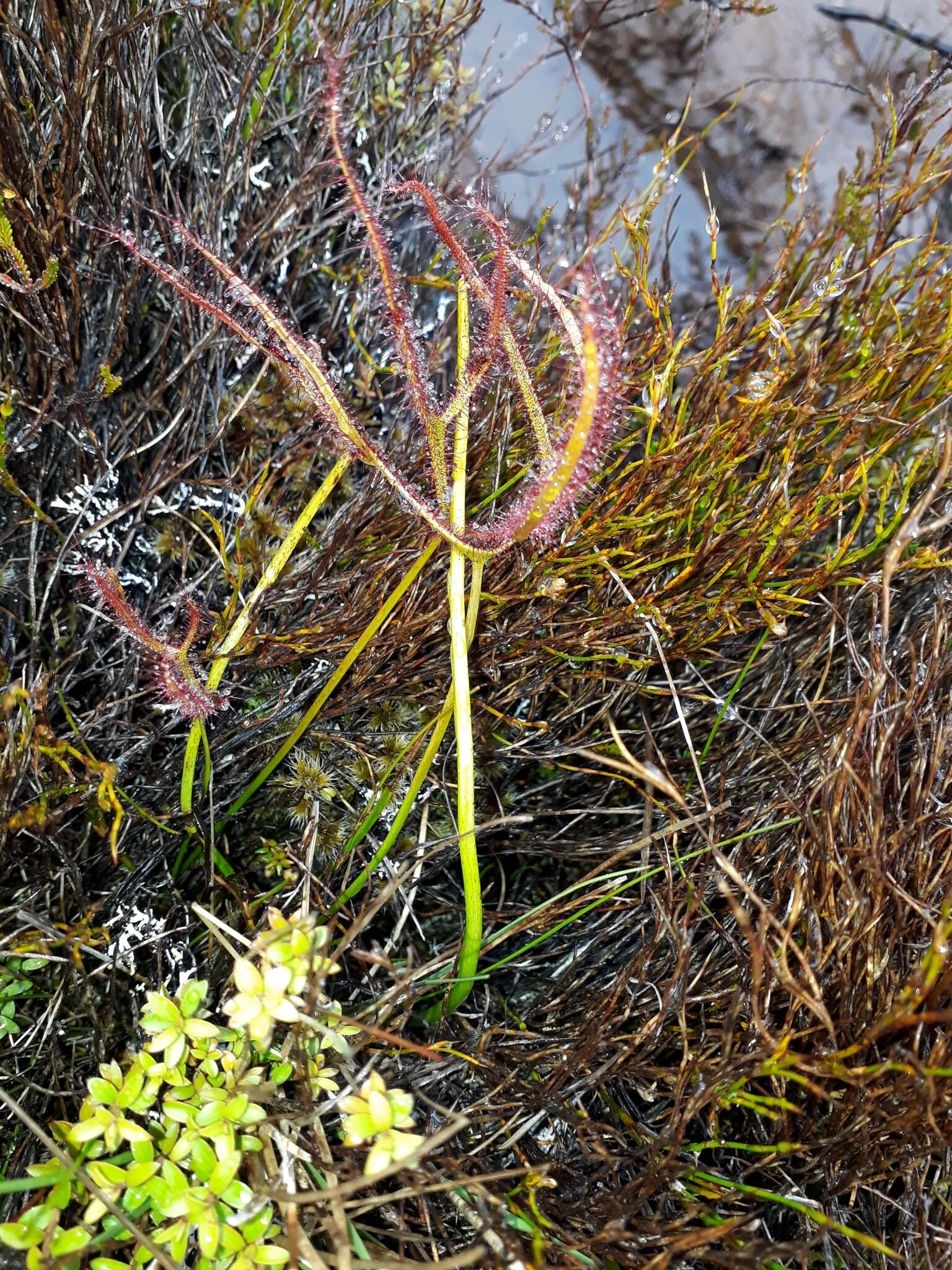 Image of Drosera binata Labill.