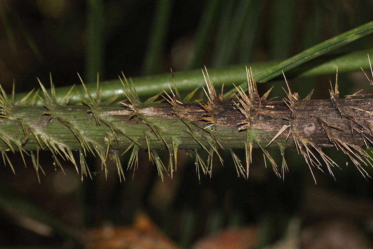 Image of large Lawyer Cane