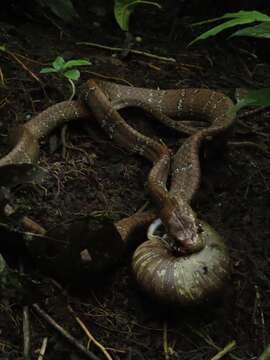 Image of Tropical Snail-eater