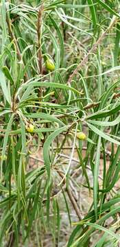 Image of Eremophila longifolia (R. Br.) F. Muell.