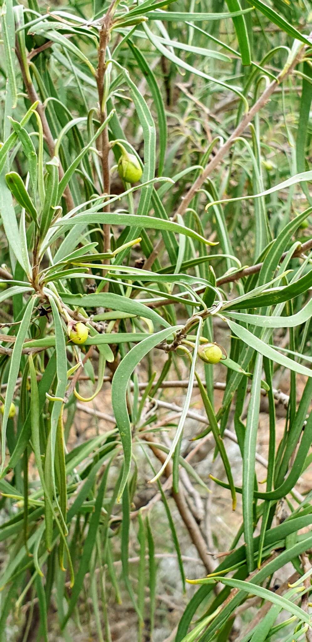 Слика од Eremophila longifolia (R. Br.) F. Muell.