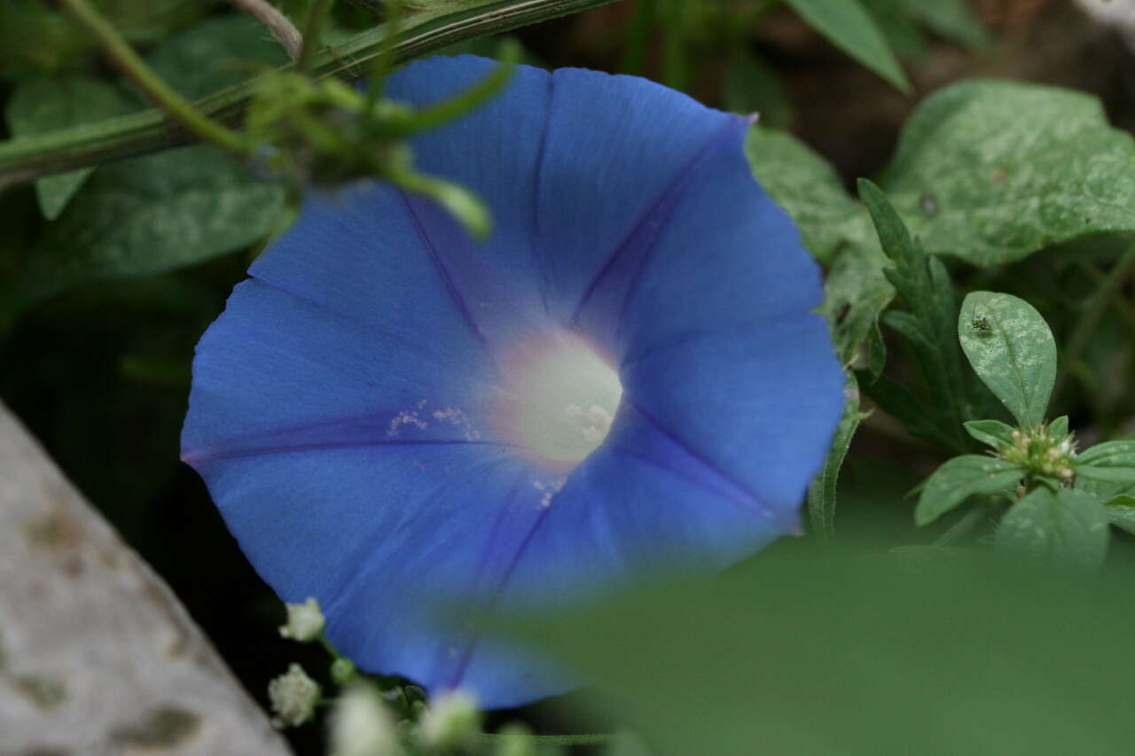 Image of Ivyleaf morning-glory