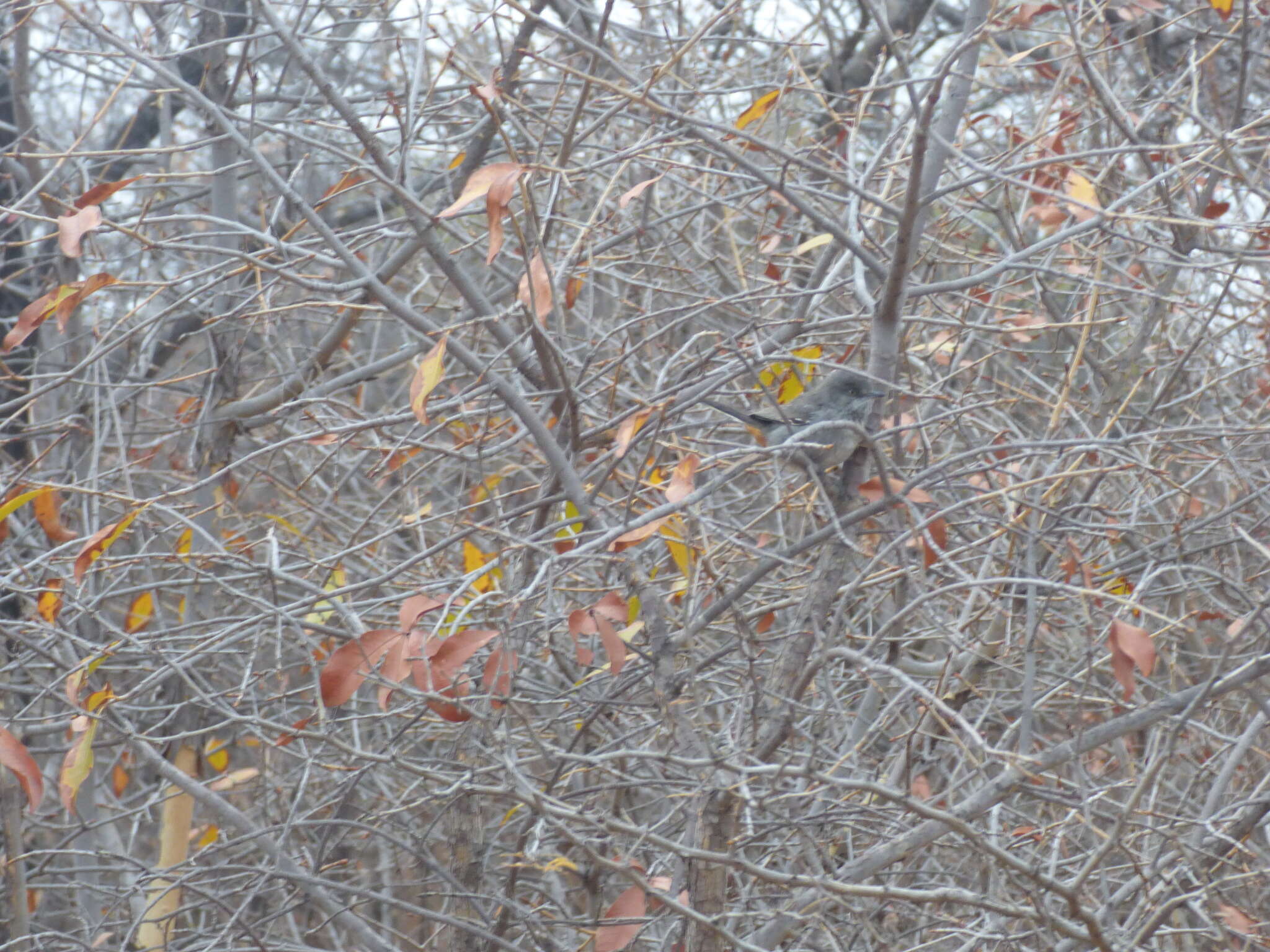 Image of Chestnut-vented Warbler