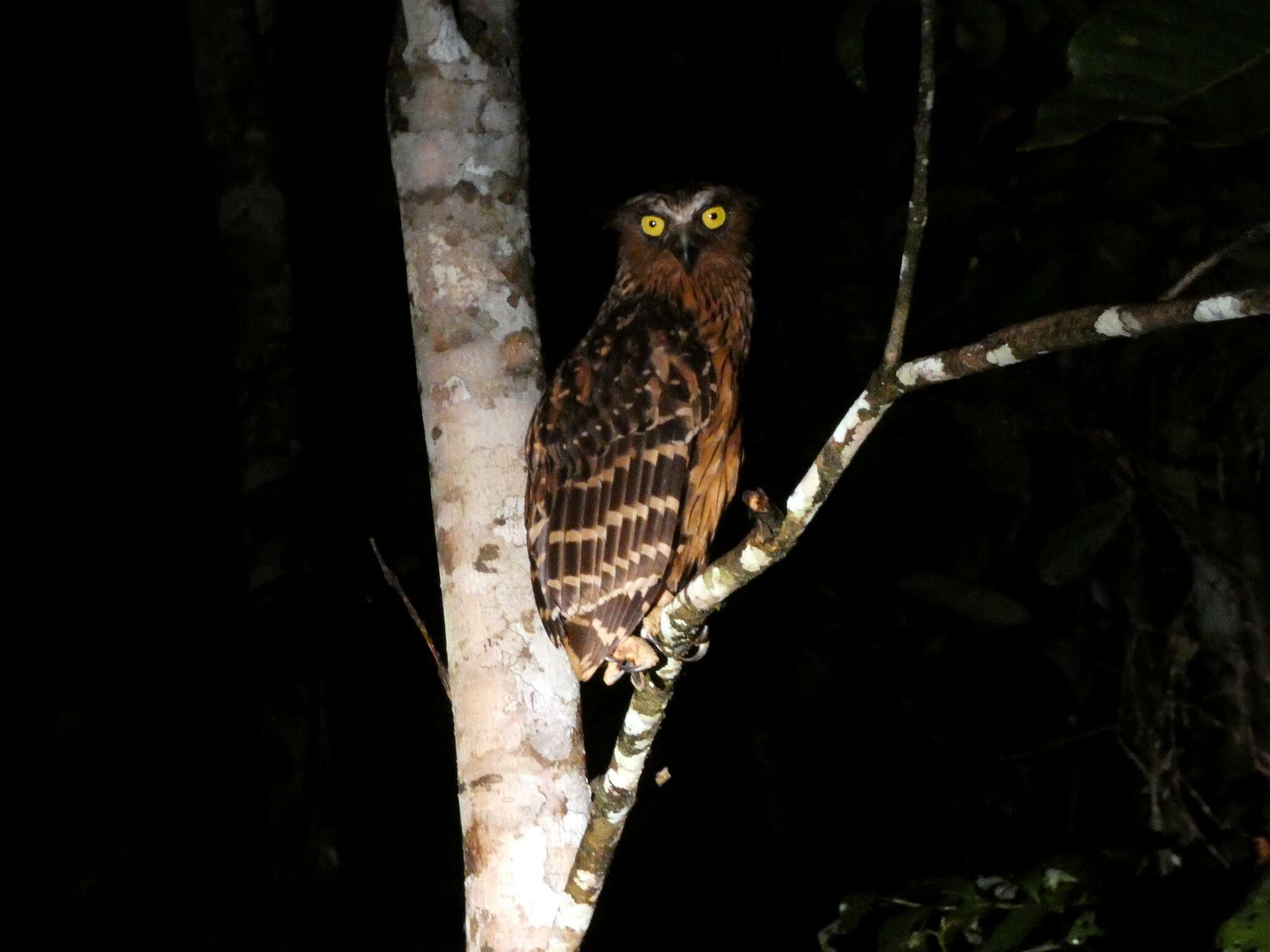 Image of Buffy Fish Owl