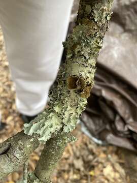 Image of Michaux's parmotrema lichen