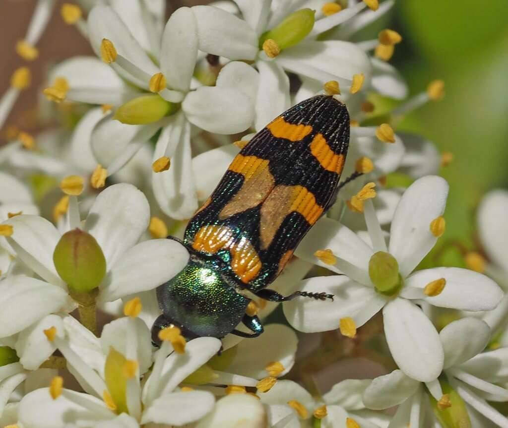 Sivun Castiarina flavopicta (Boisduval 1835) kuva