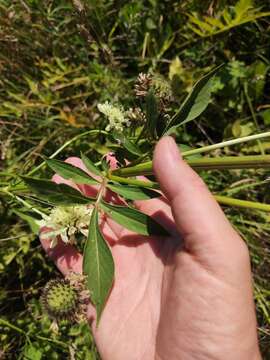 Image of Cephalaria litvinovii Bobrov