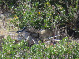 Image of Island Scrub Jay