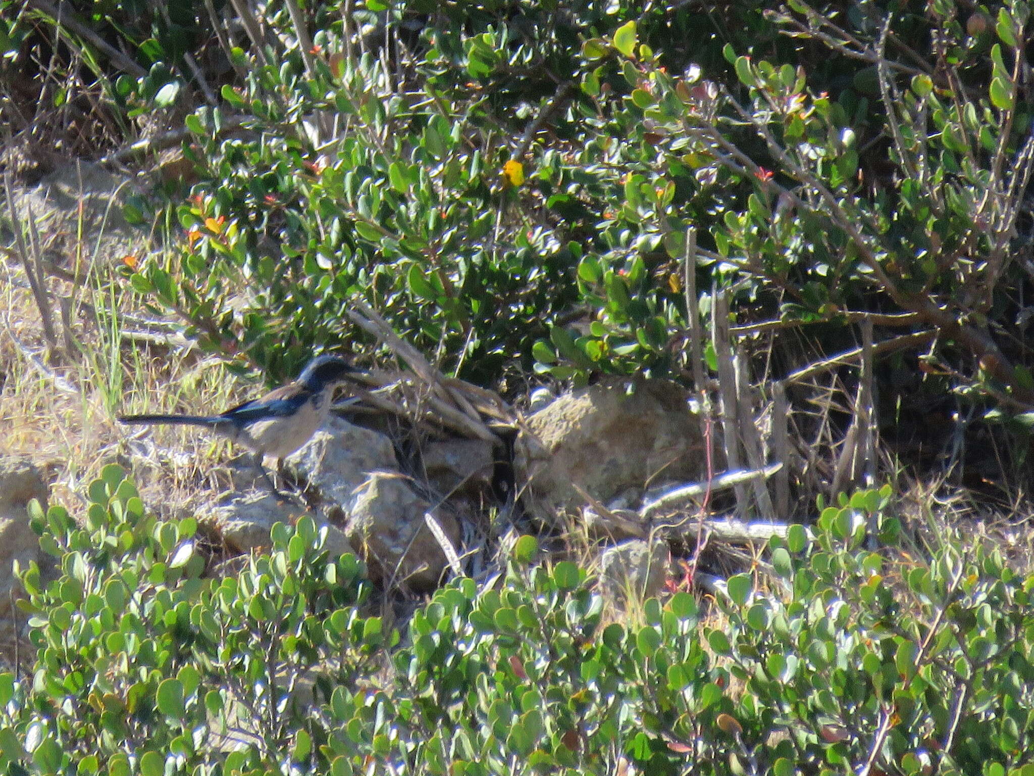 Image of Island Scrub Jay