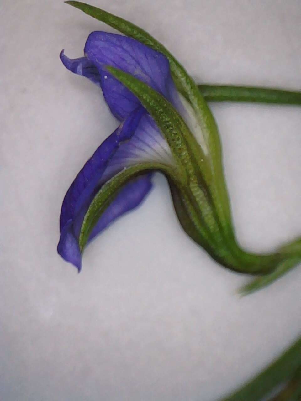 Image of Psoralea trullata C. H. Stirt.