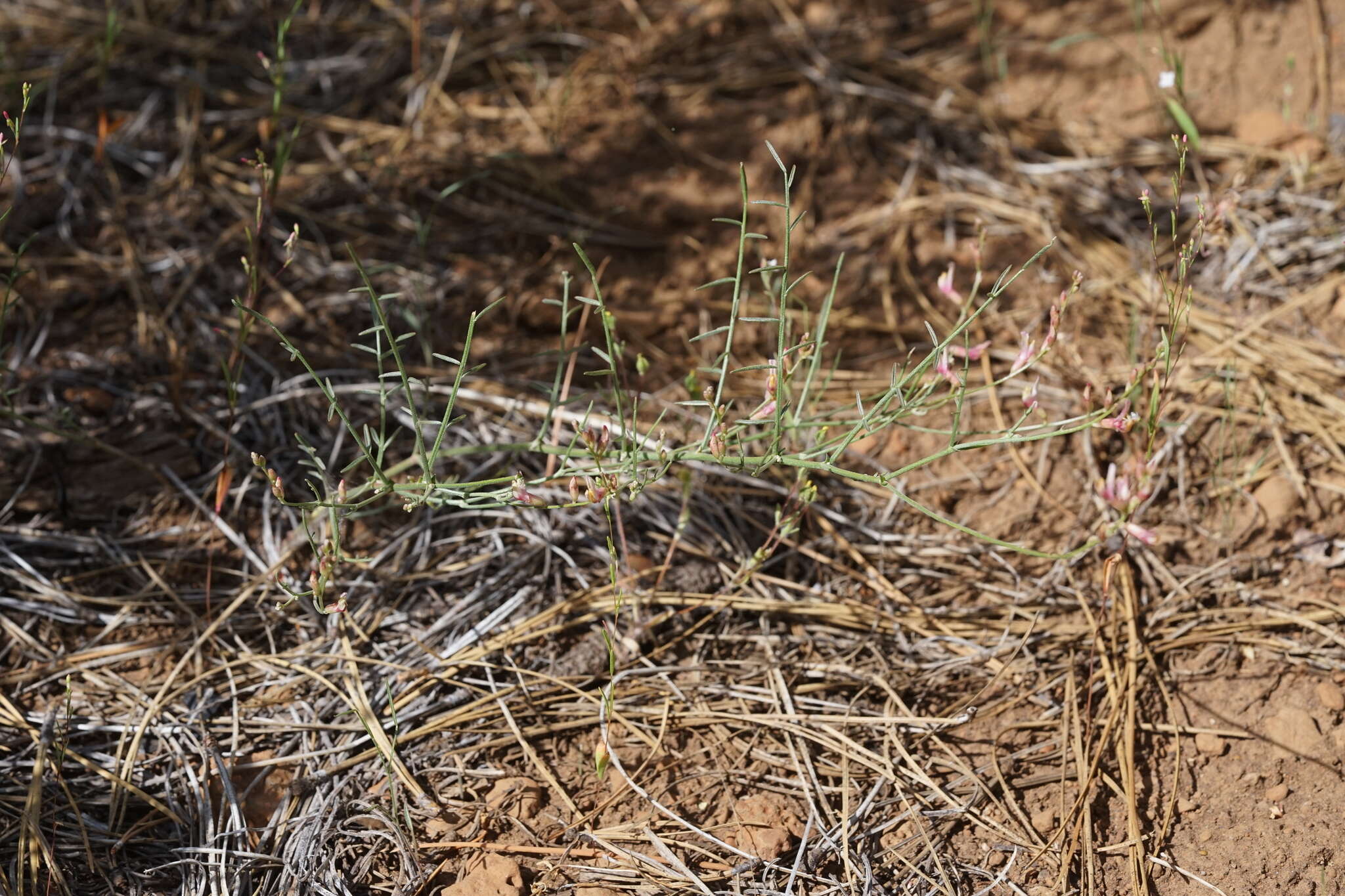 Imagem de Astragalus inversus M. E. Jones