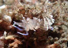 Imagem de Phyllodesmium opalescens Rudman 1991