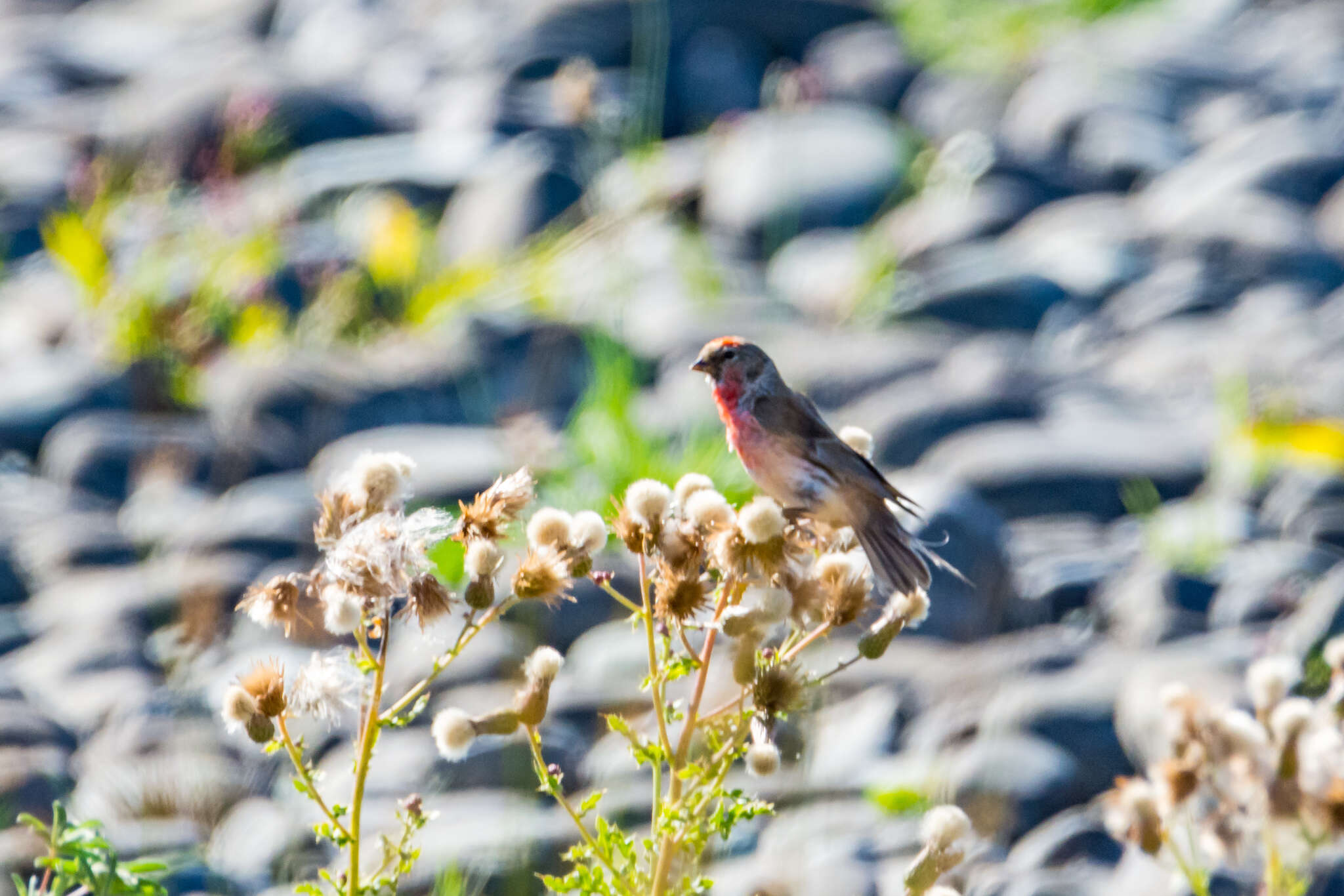 Image of Lesser Redpoll