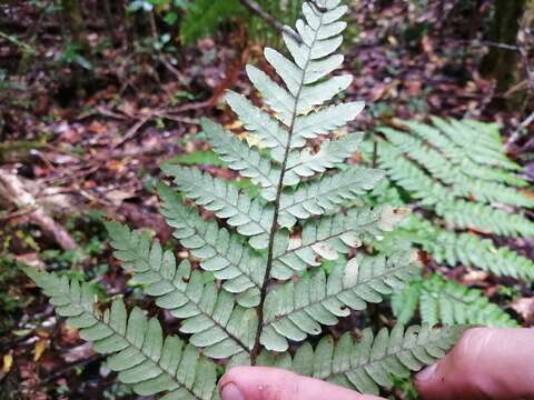 Image of Megalastrum spectabile (Kaulf.) A. R. Sm. & R. C. Moran