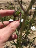 Image of Osteospermum monstrosum (Burm. fil.) J. C. Manning & Goldblatt