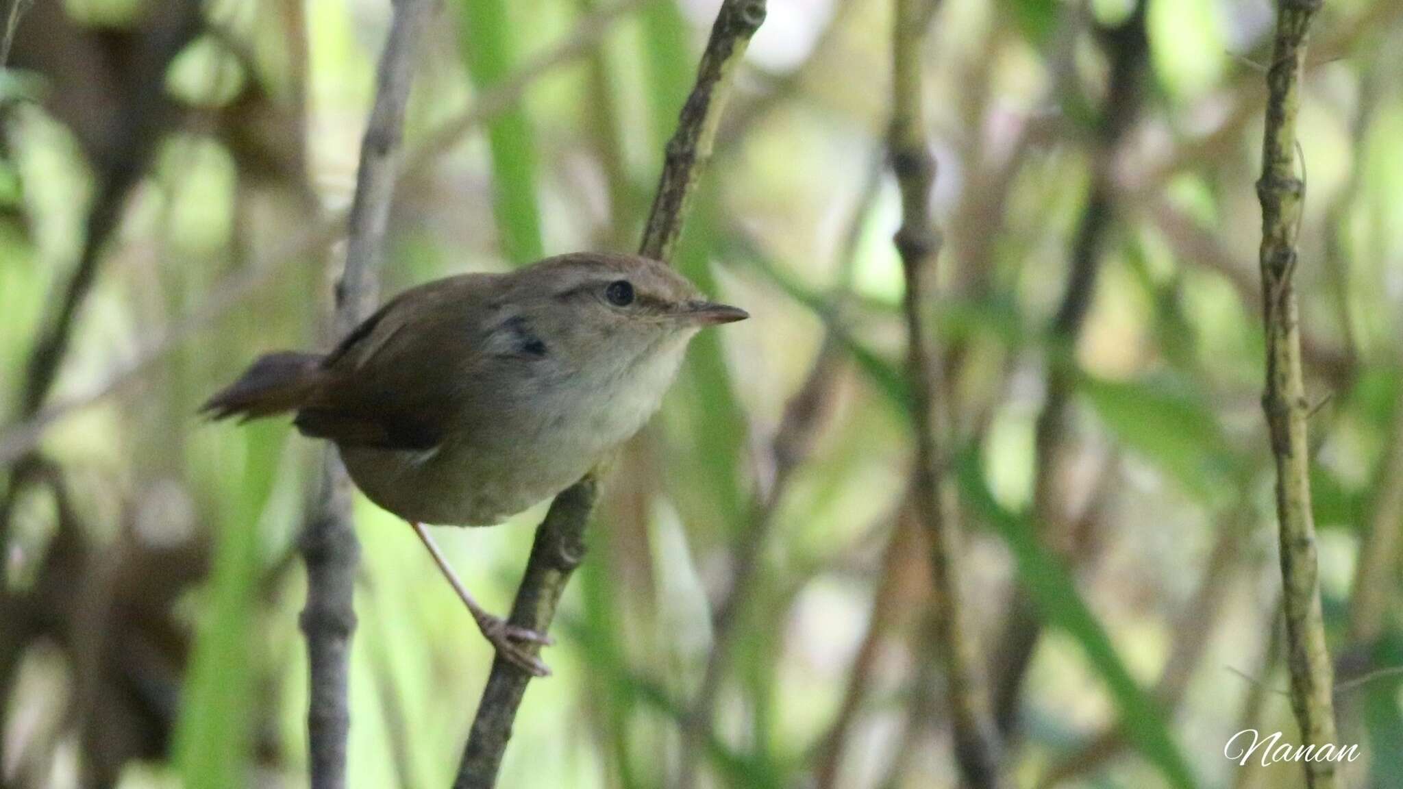 Image of Brown-flanked Bush Warbler