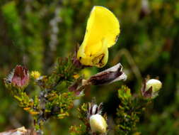 Image of Aspalathus linguiloba R. Dahlgren