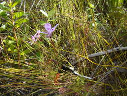 Image of Pelargonium divisifolium P. Vorster