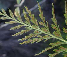 Image of Asplenium adiantum-nigrum var. solidum (Kunze) J. P. Roux