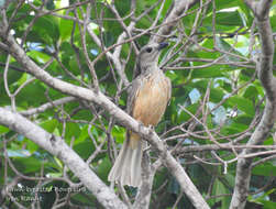 Image of Fawn-breasted Bowerbird