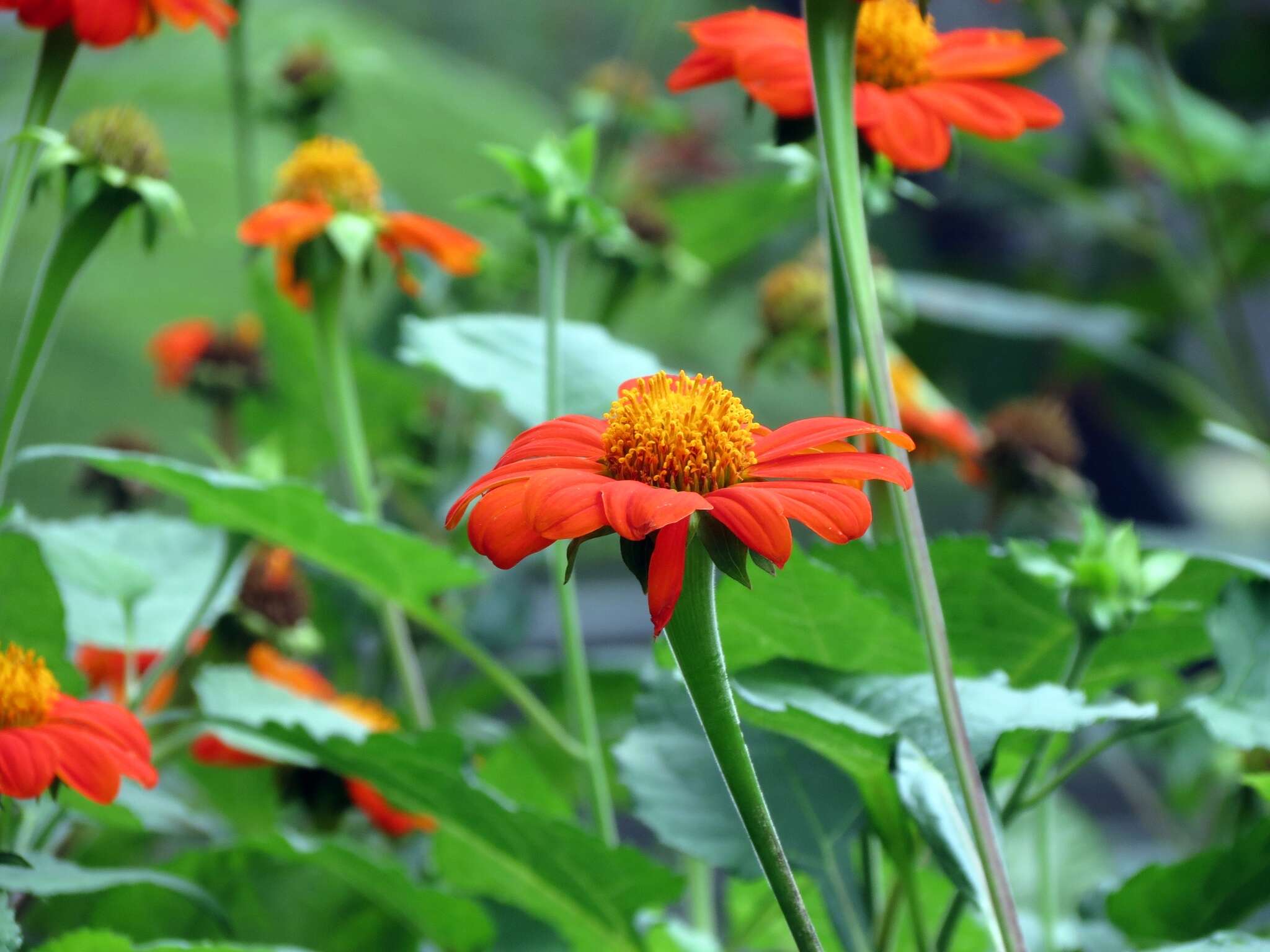 صورة Tithonia rotundifolia (P. Mill.) Blake