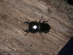 Image of Dorcus curvidens babai Fujita 2010