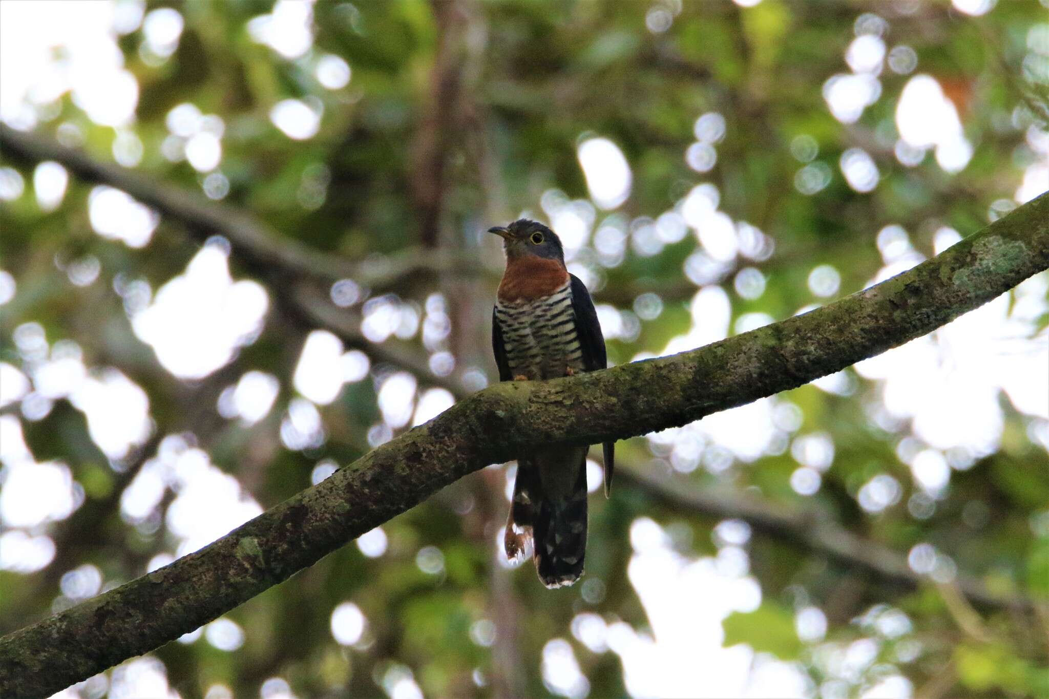 Image of Red-chested Cuckoo