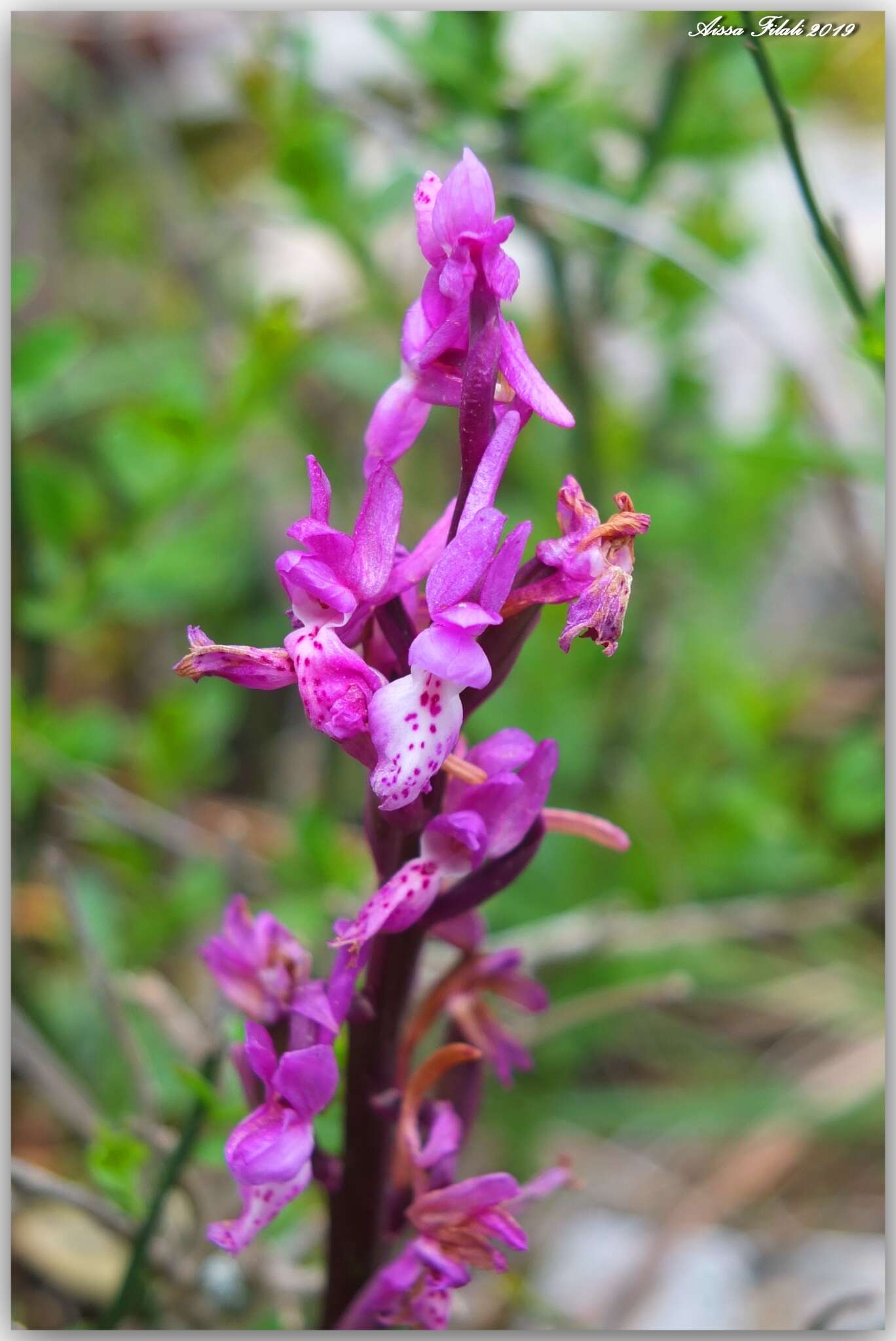 Image of Orchis olbiensis Reut. ex Gren.