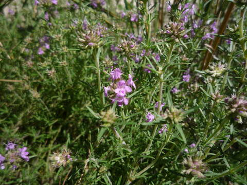 Sivun Thymus pallasianus Heinr. Braun kuva