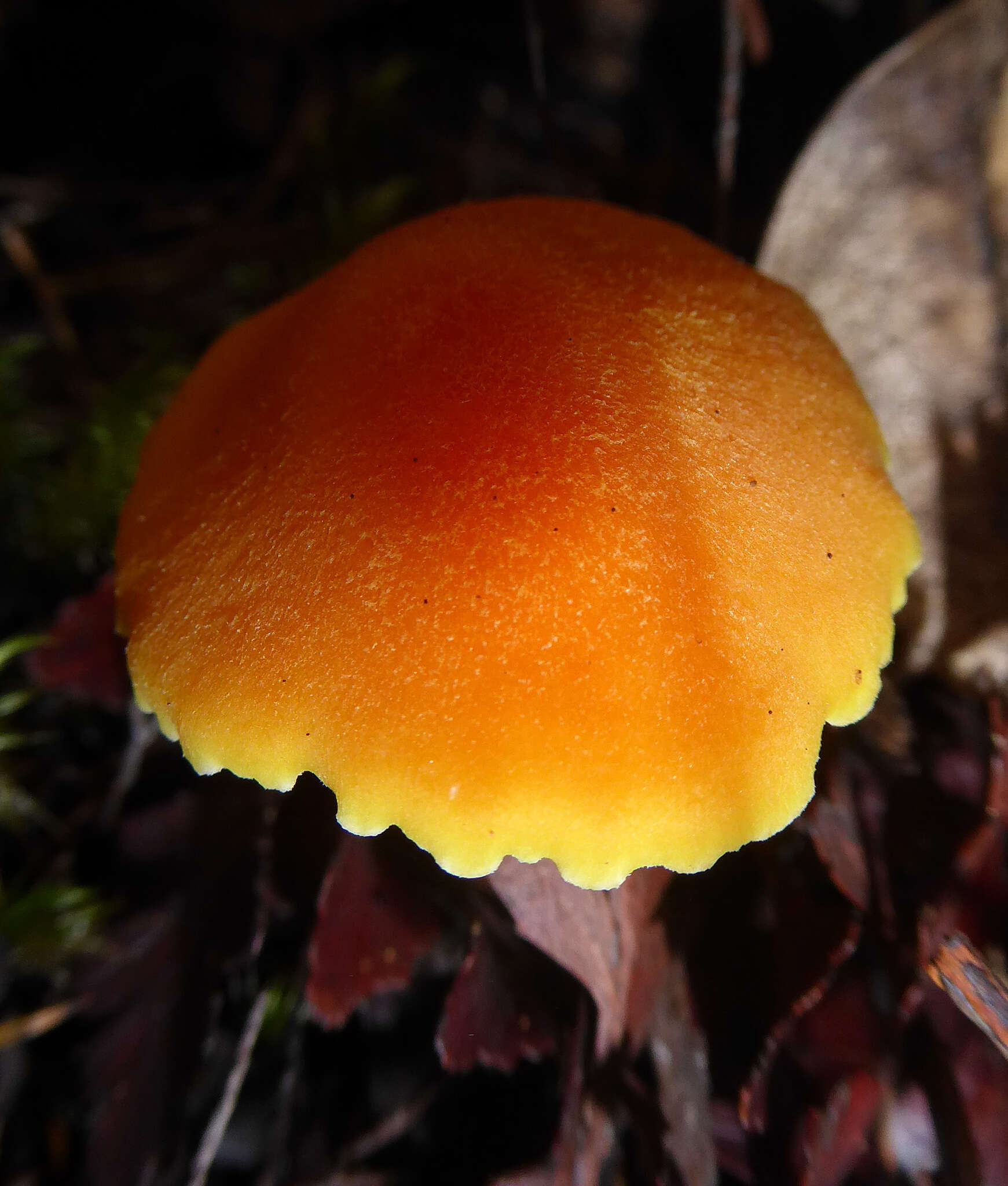 Image de Hygrocybe elegans E. Horak 1973