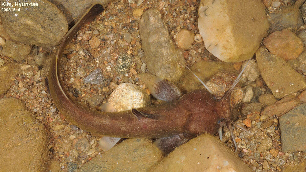 Image of Liobagrus andersoni Regan 1908