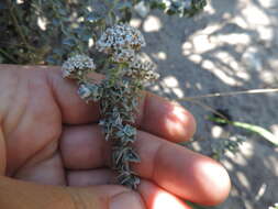 Plecostachys serpyllifolia (Berg.) O. M. Hilliard & B. L. Burtt的圖片