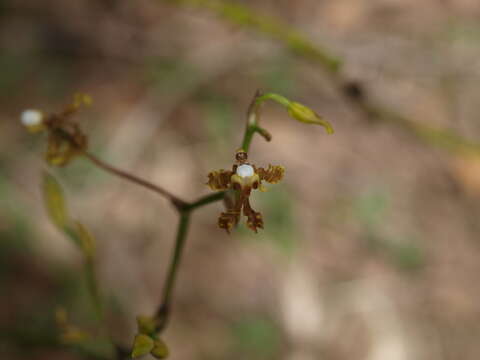 Image of Cyrtochilum divaricatum (Lindl.) Dalström