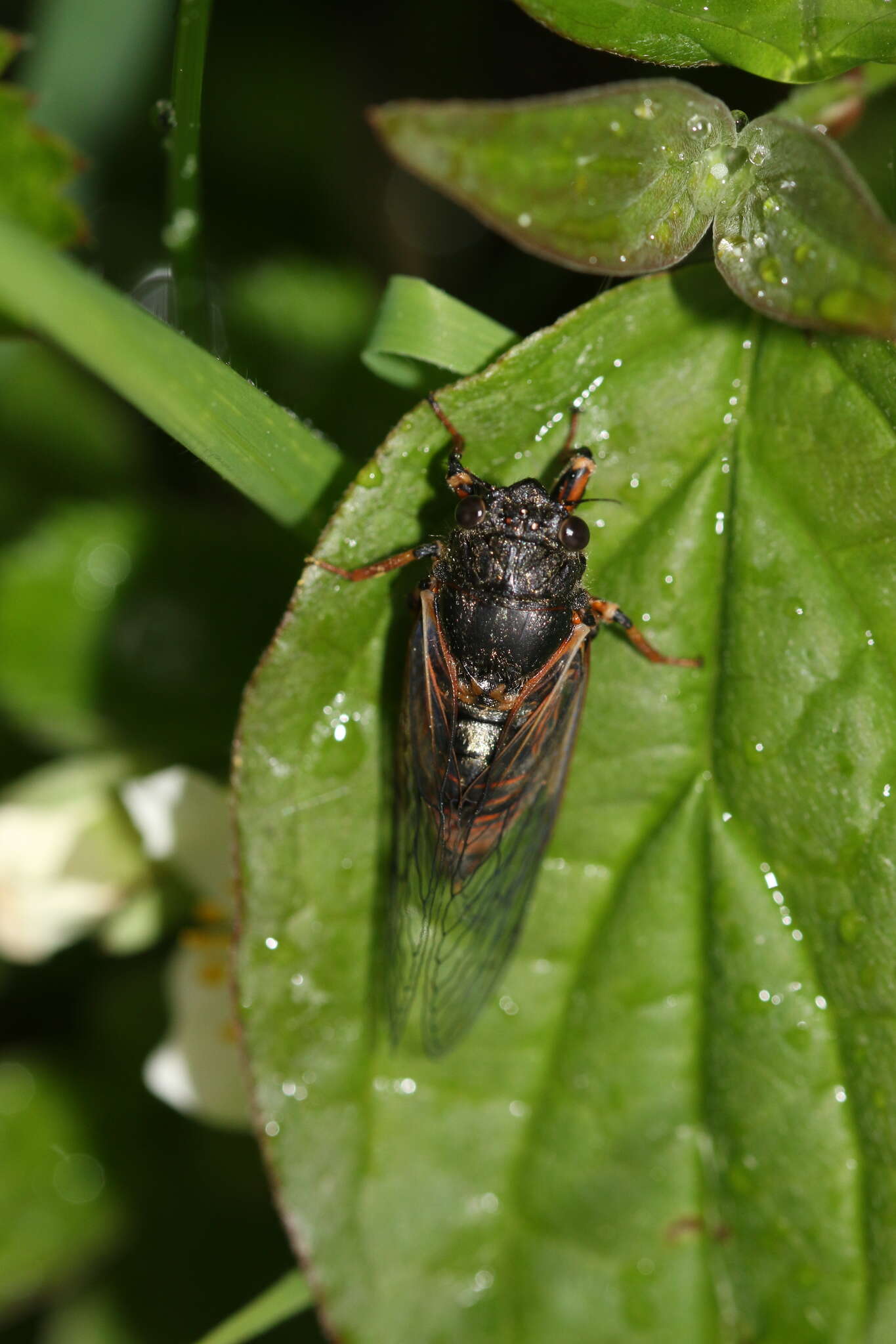 Image of New Forest cicada