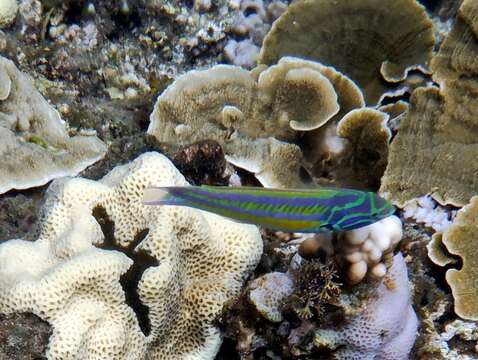 Image of Five striped surge wrasse