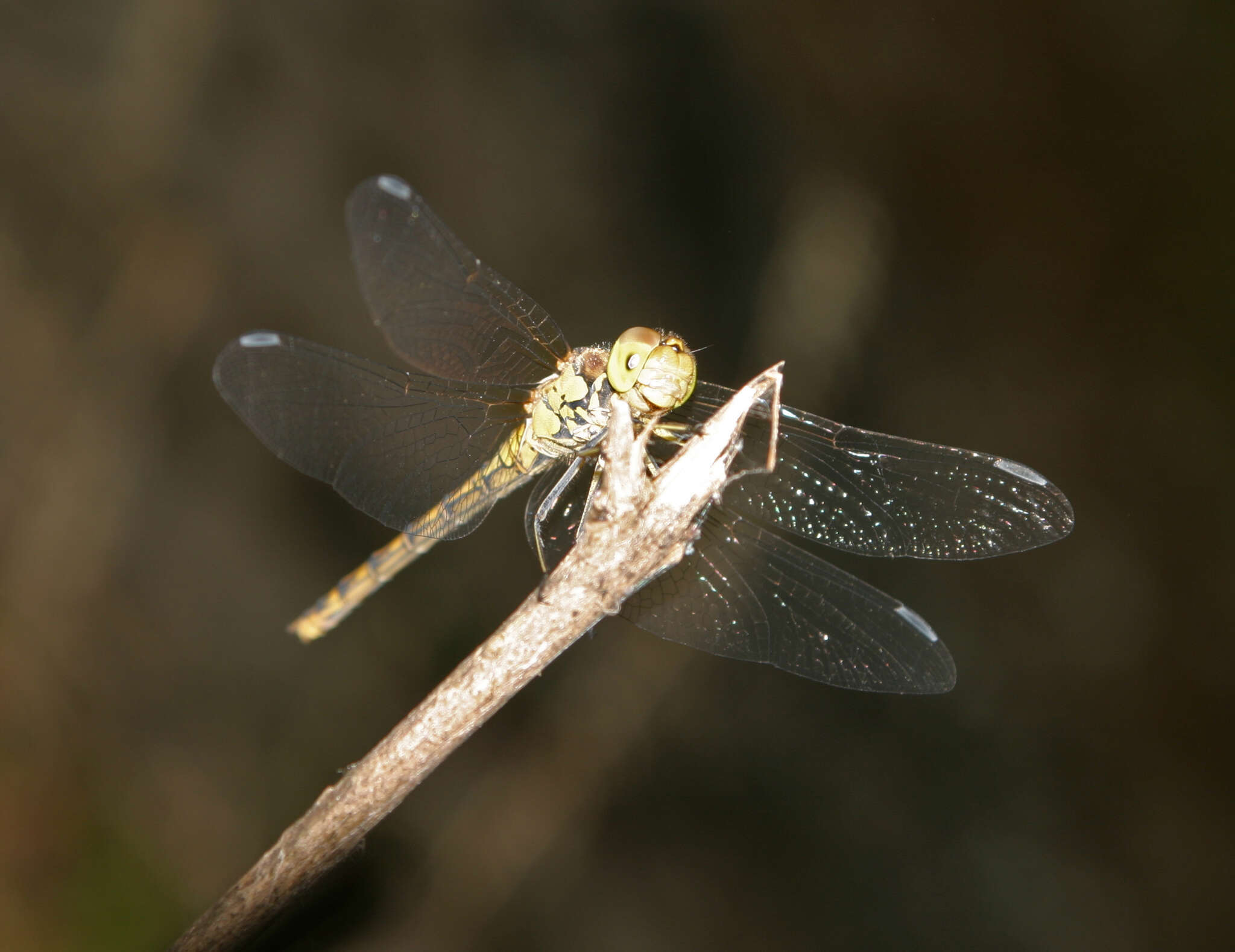 Image of <i>Sympetrum <i>striolatum</i></i> striolatum