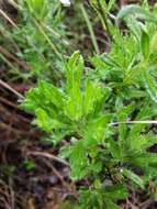 Sivun Olearia paucidentata (Steetz) F. Müll. ex Benth. kuva