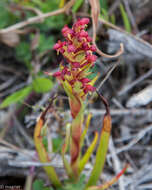 Image of African weed-orchid