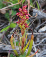 Imagem de Disa bracteata Sw.