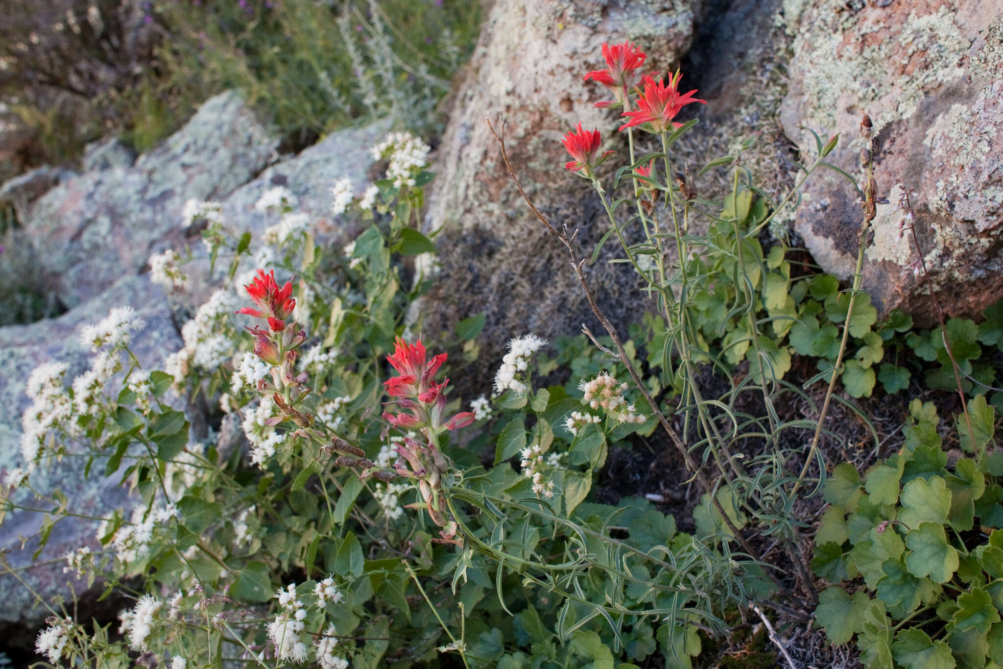 Image of Organ Mountain Indian paintbrush