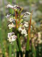 Image of Mulguraea scoparia (Gillies & Hook.) N. O'Leary & P. Peralta